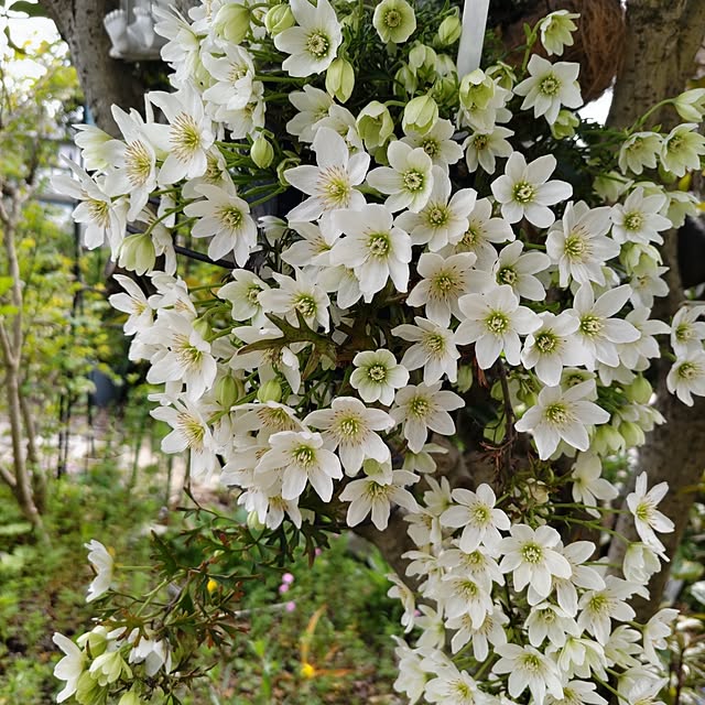 salacocoさんの実例写真