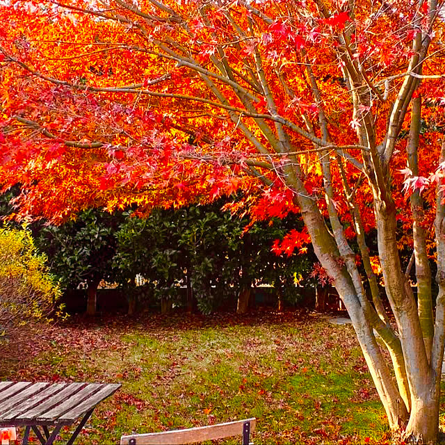 Erikoさんの部屋