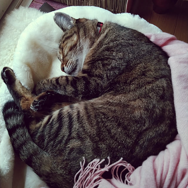 lilyさんの実例写真