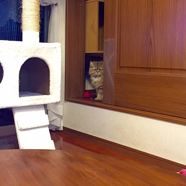 butachanさんの実例写真
