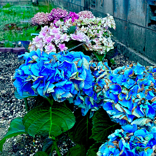 Fleur_さんの実例写真