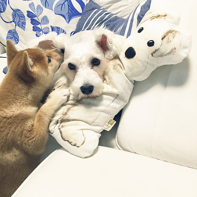 suzyさんの実例写真