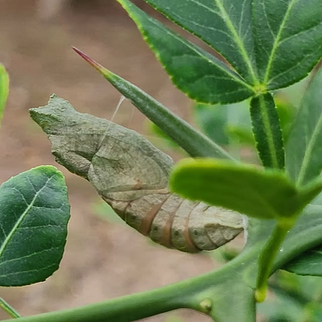 Rubiconさんの実例写真
