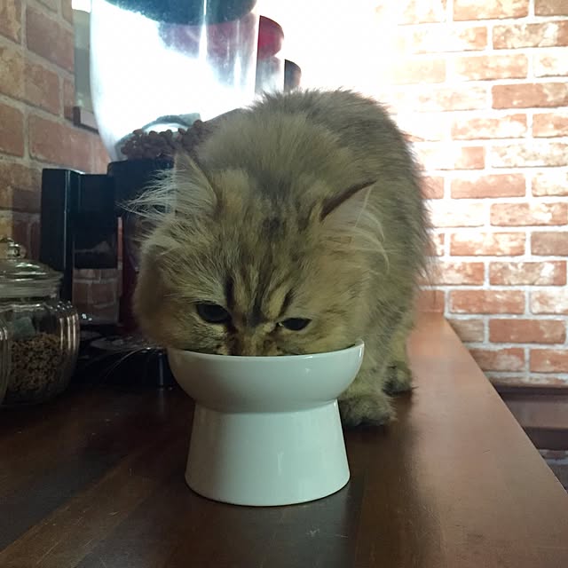 butachanさんの実例写真