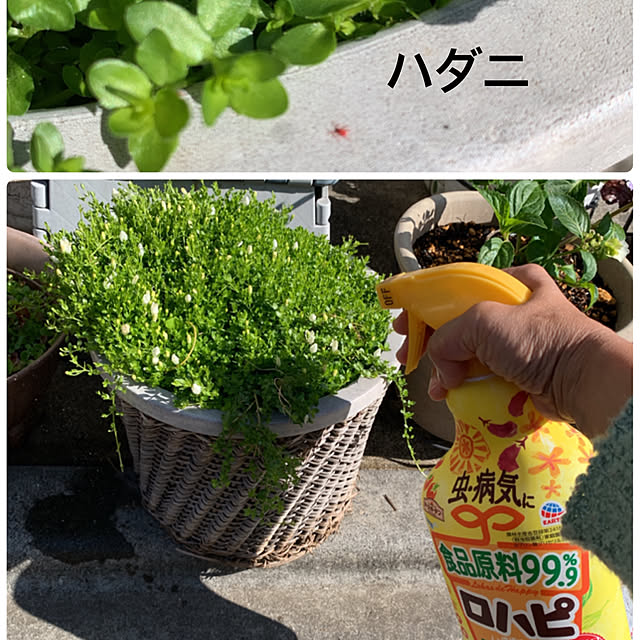 eshinobumさんの実例写真