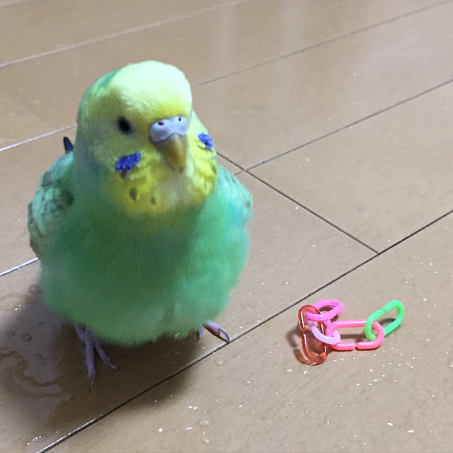 toratanさんの実例写真