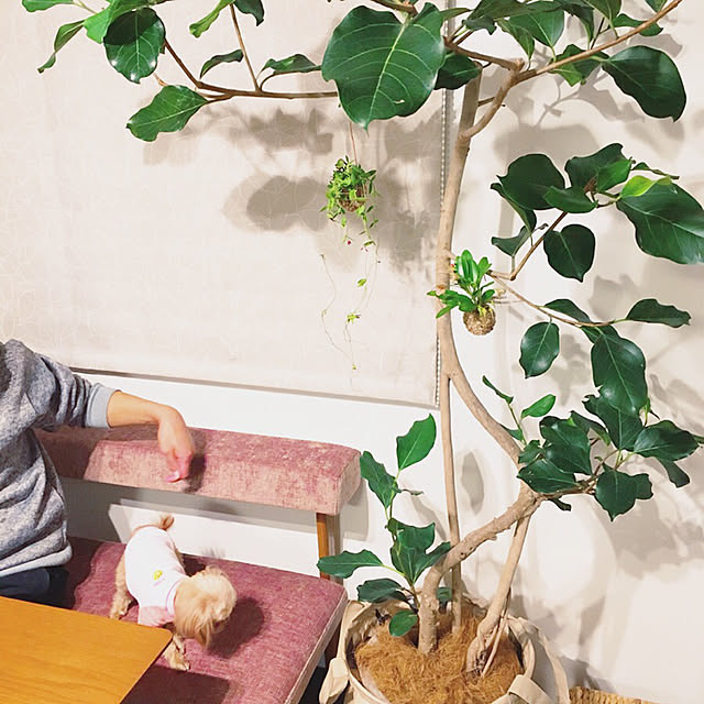 risaさんの実例写真