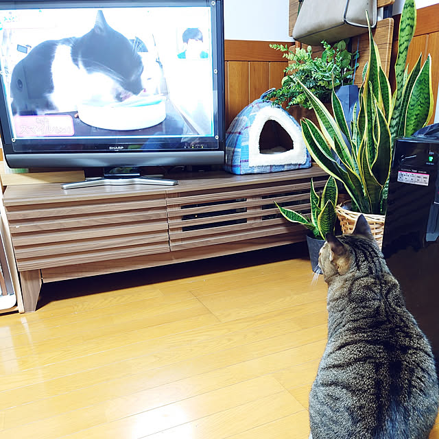 nachiさんの実例写真