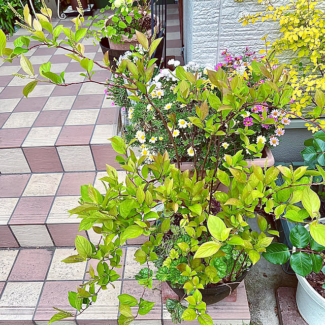 hinamamaさんの部屋