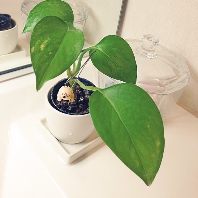 yodaさんの実例写真
