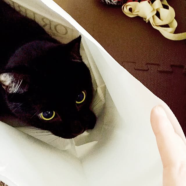 alcalinekoさんの実例写真