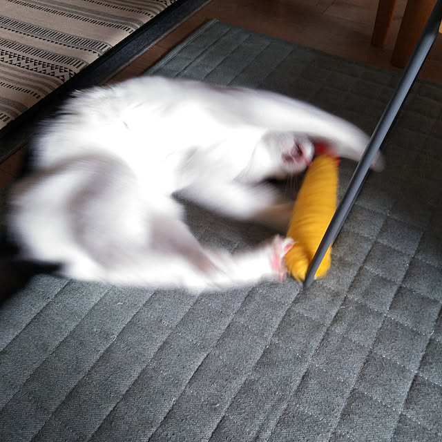 futukoさんの実例写真