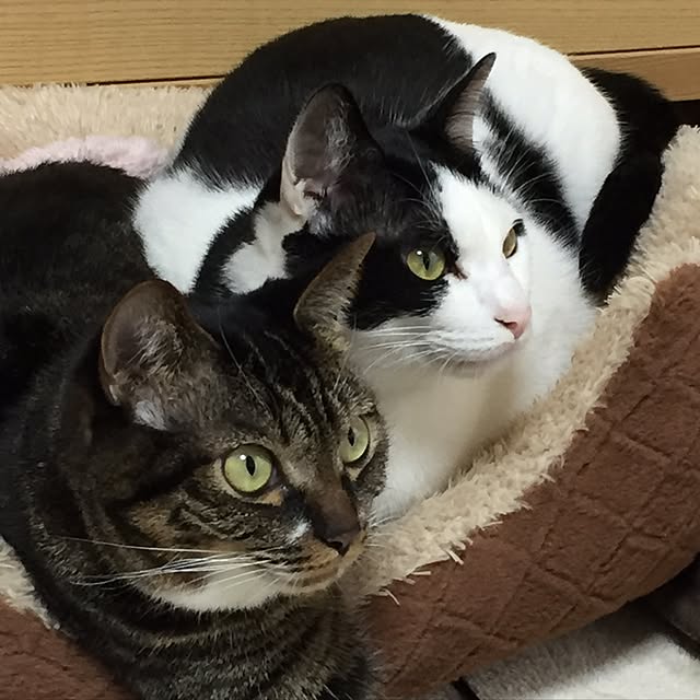 sakuraさんの実例写真