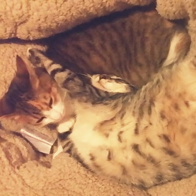 annさんの実例写真