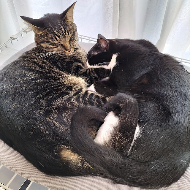 hihaさんの実例写真