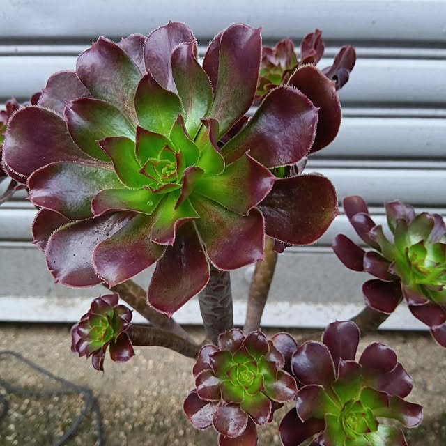 mikeさんの実例写真