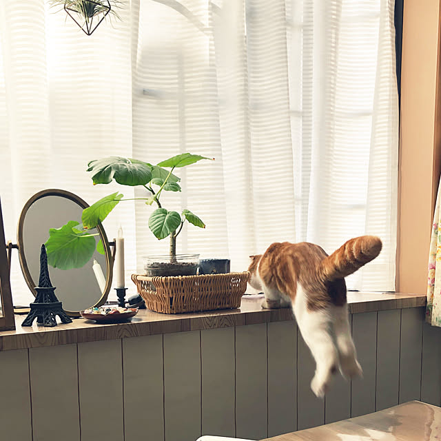 tomatoさんの実例写真