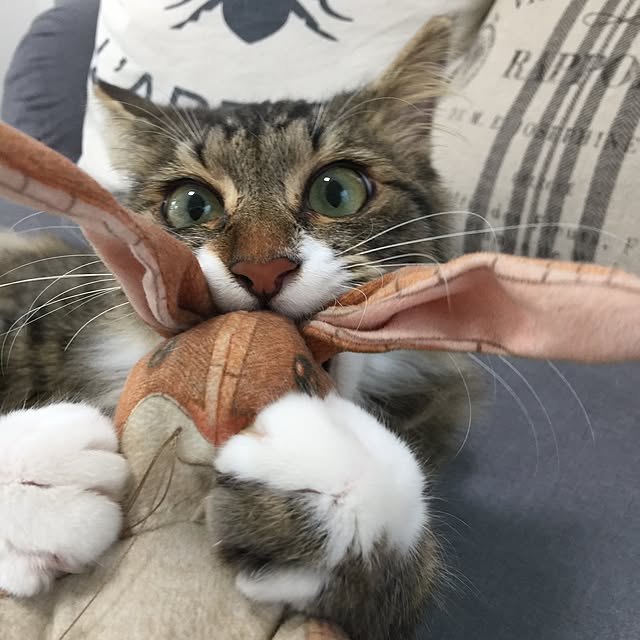 yuchiさんの実例写真