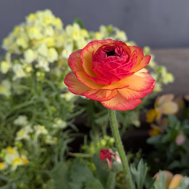 mi-saさんの実例写真