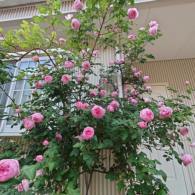 fleur-mamanさんの部屋