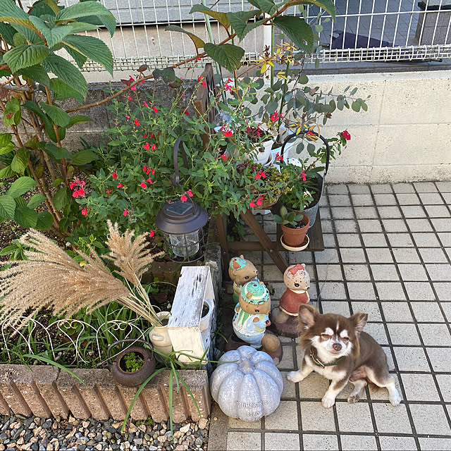 chIoeさんの実例写真