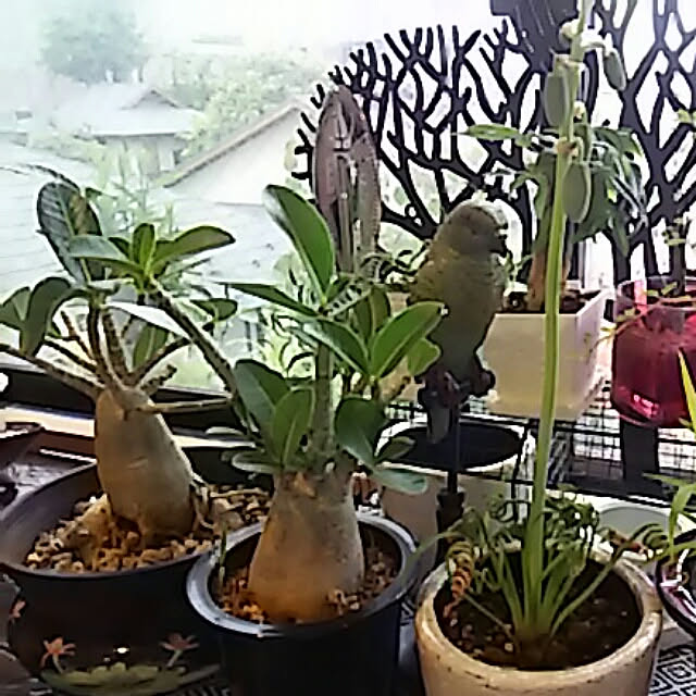 spinetailさんの実例写真