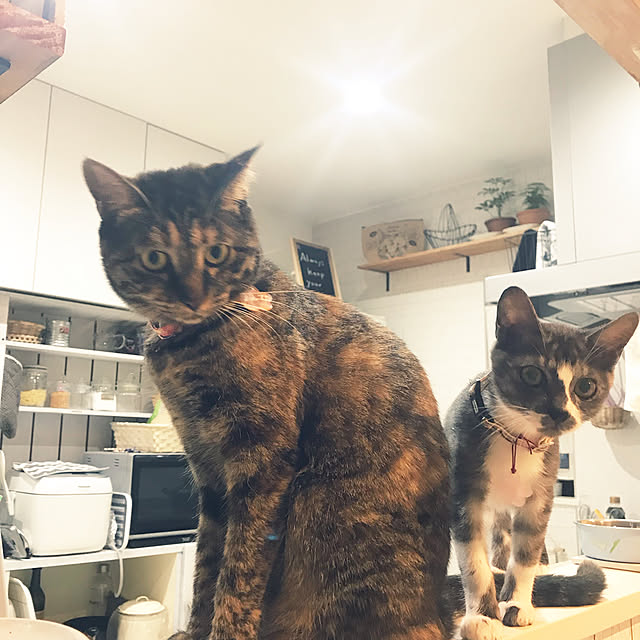 yuz96さんの実例写真
