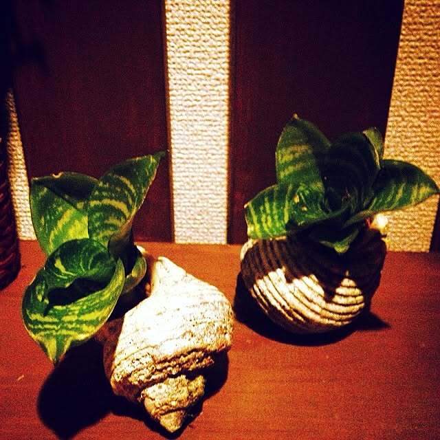 petitlaboさんの実例写真