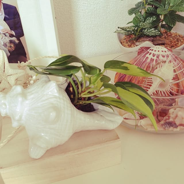 shellllさんの実例写真