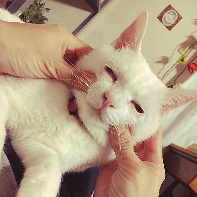 Miechamさんの実例写真