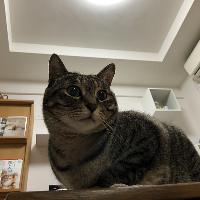実例写真