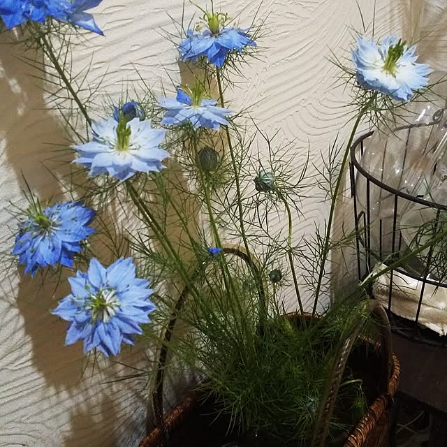 anjel.star.mrcharさんの実例写真