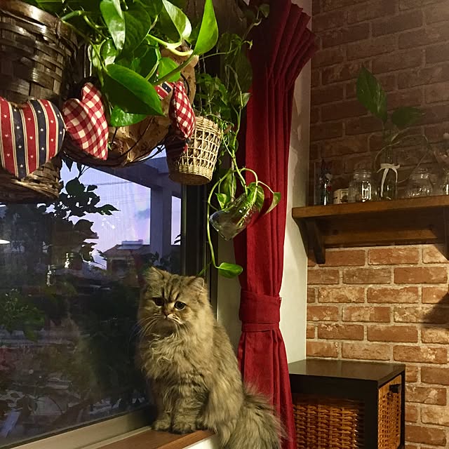 butachanさんの実例写真