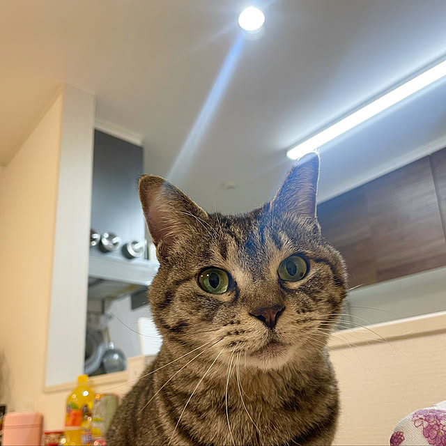 Shinさんの実例写真