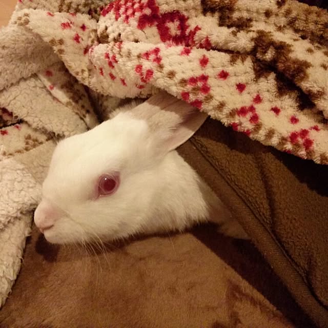 ベッド周り/うさぎと暮らすのインテリア実例 - 2016-05-26 21:41:26