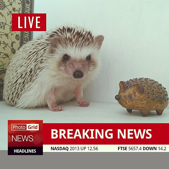 kuruさんの実例写真