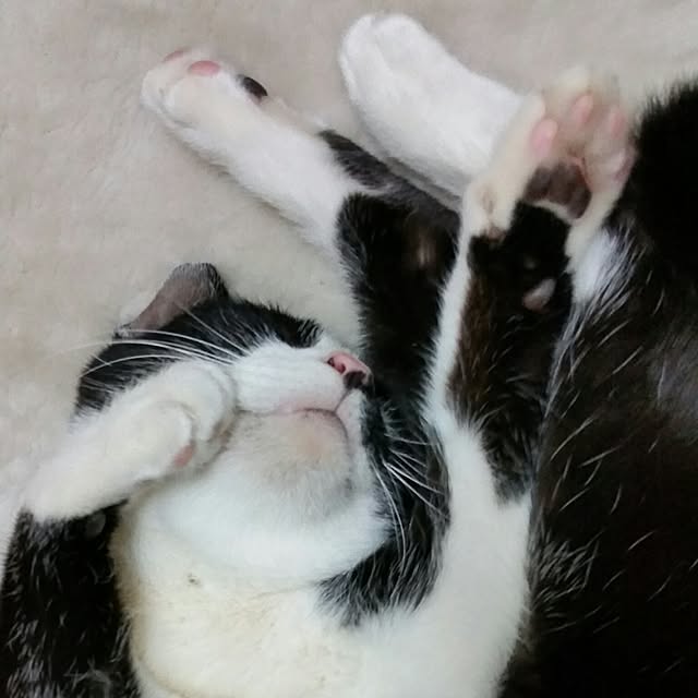 chatnoirさんの実例写真