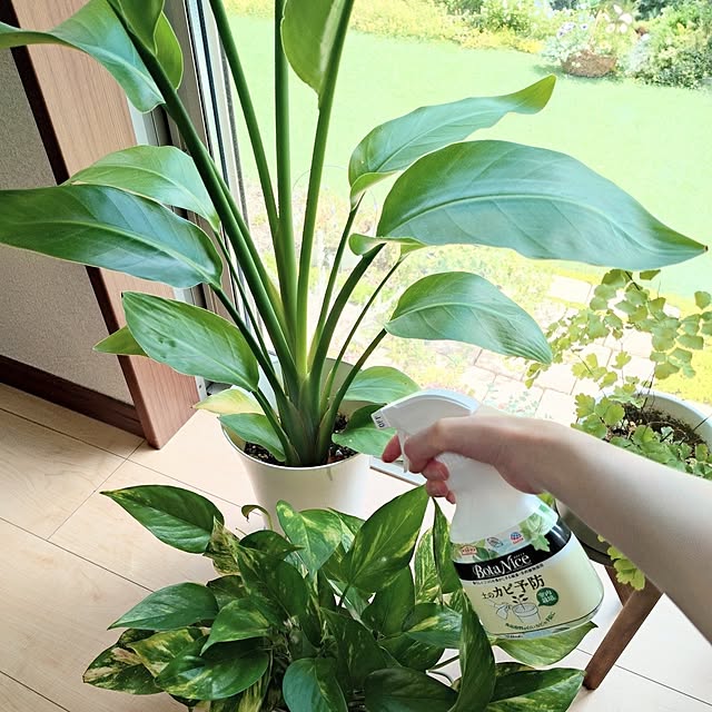 実例写真