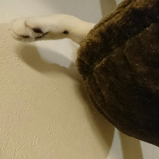 okyosan101さんの実例写真