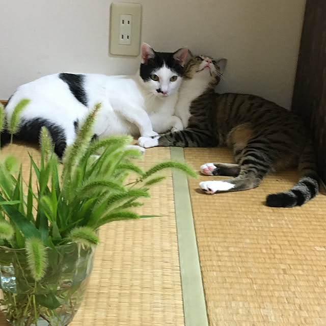 nobikoさんの実例写真