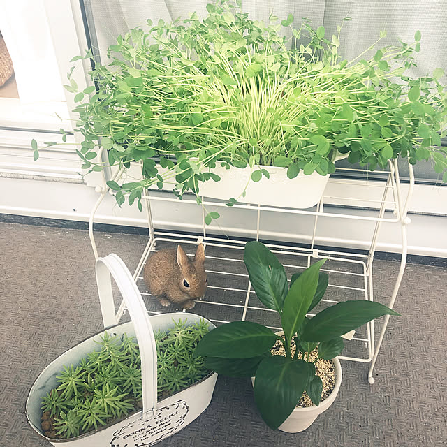 haruさんの実例写真