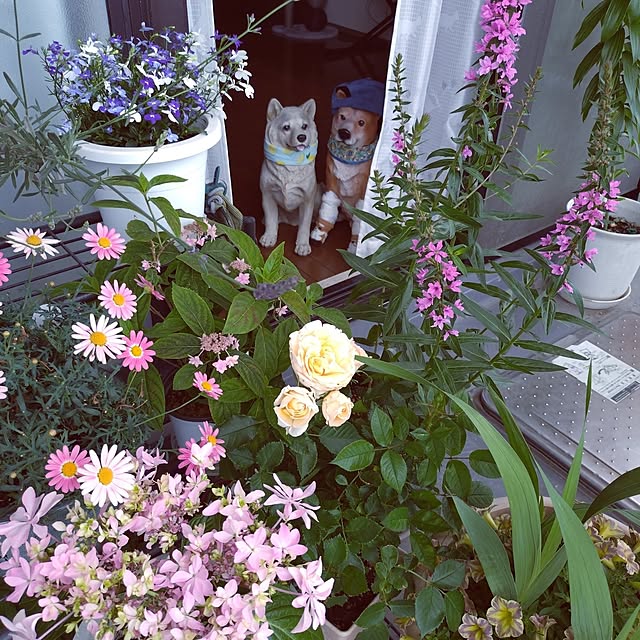NOAHさんの実例写真