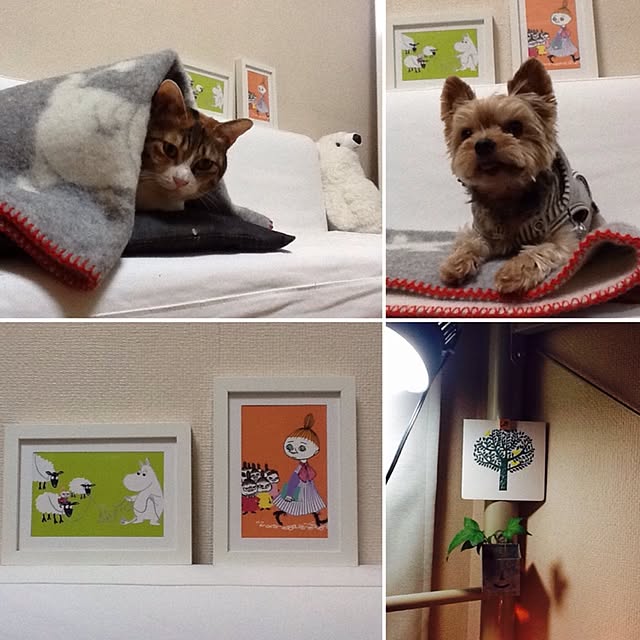 Mikaさんの実例写真