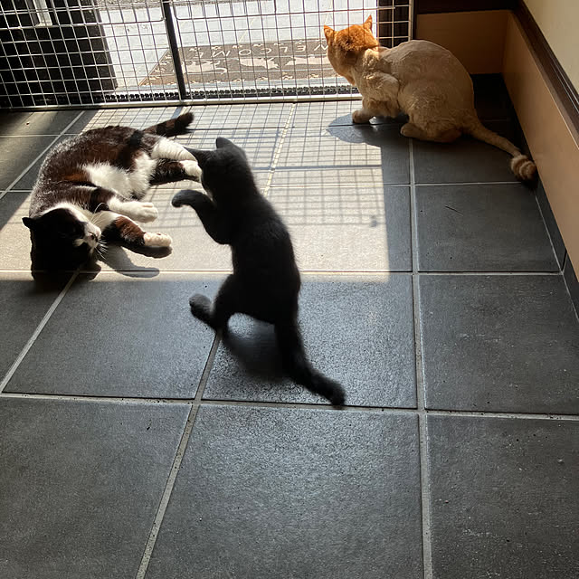 nekoさんの実例写真