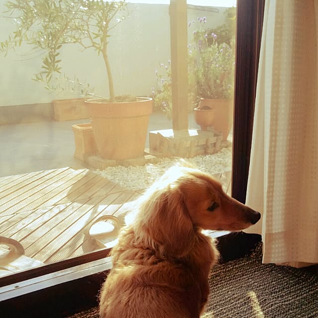 yoppyさんの実例写真