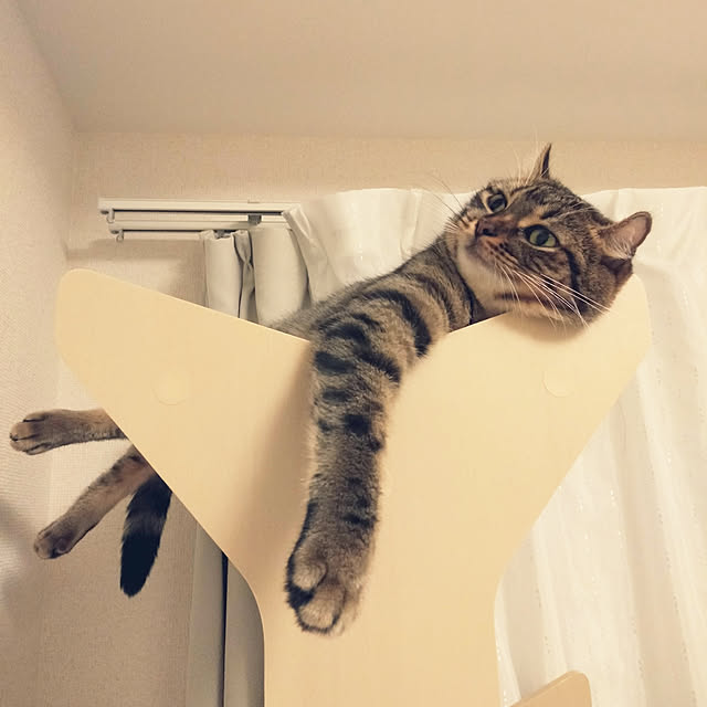 canekoさんの実例写真