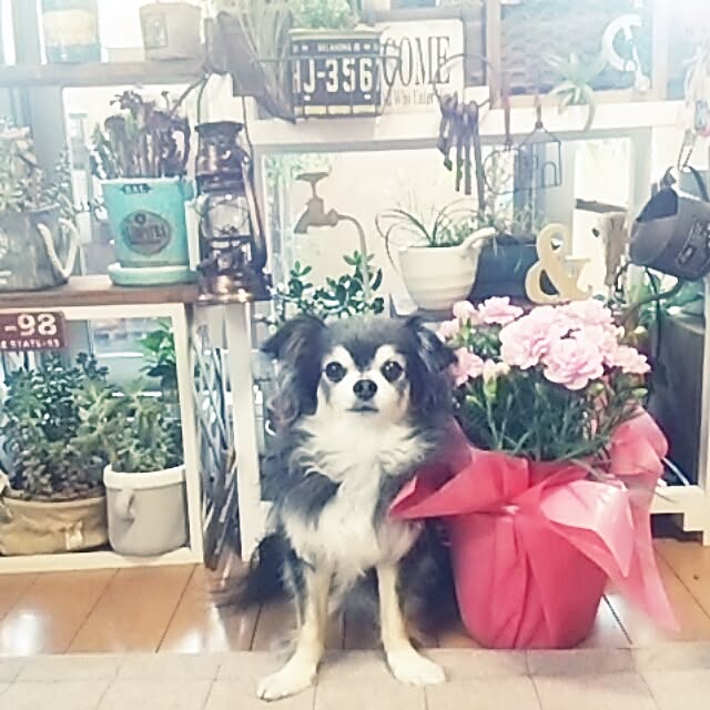 satominさんの実例写真