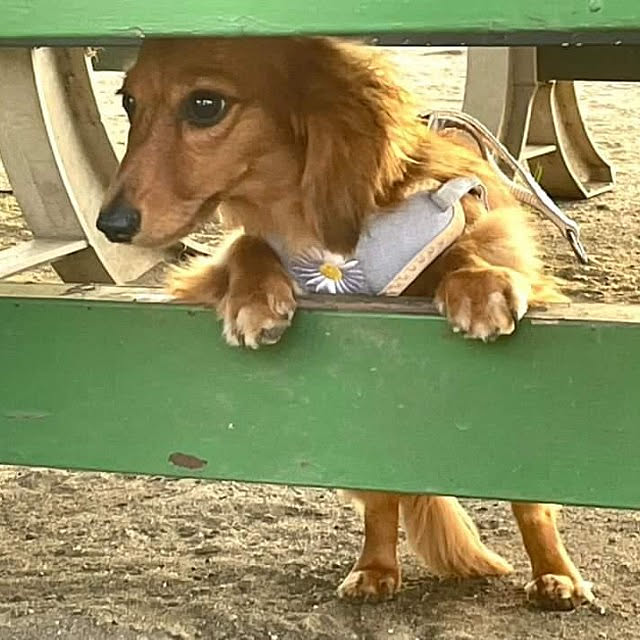 ponchanさんの実例写真