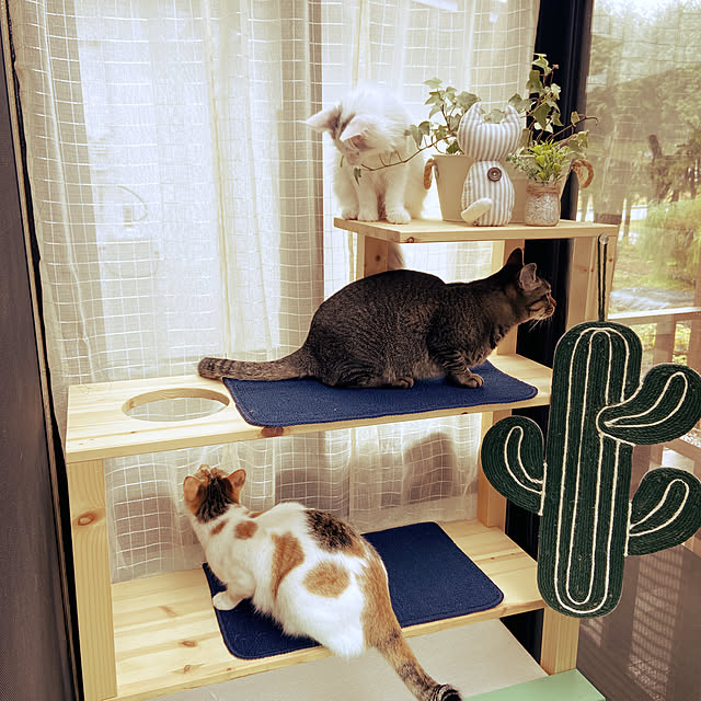 miwaさんの実例写真
