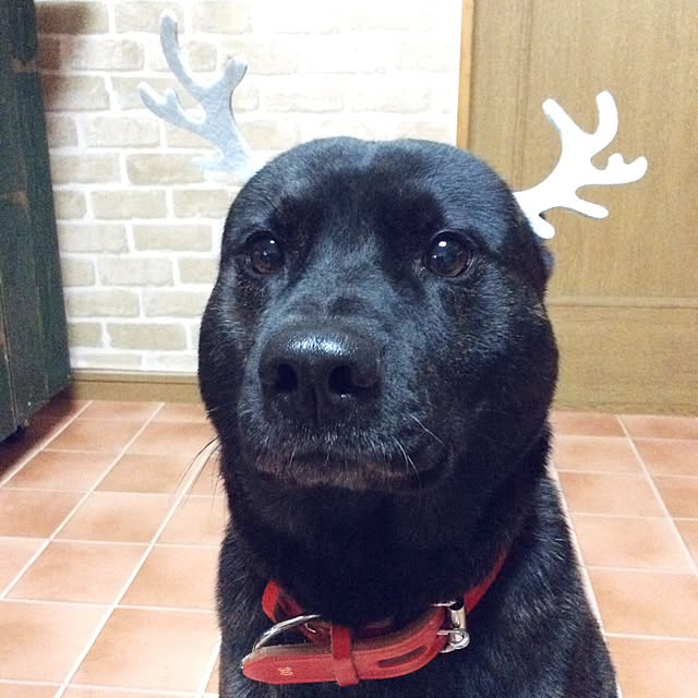 kkshoshoさんの実例写真